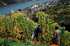 Weinlese, Weingut Vogt, Oberwesel am Rhein