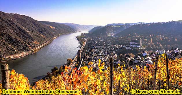 Oberwesel am Rhein - Goldener Weinherbst am Sieben-Jungfrauen-Blick neben dem Gnderrodehaus